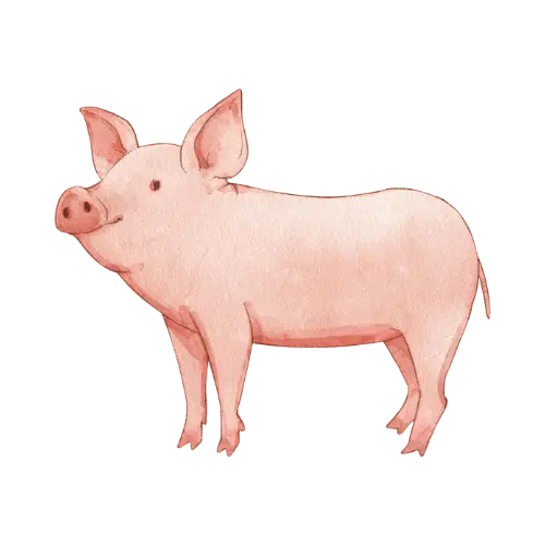Pig illustration