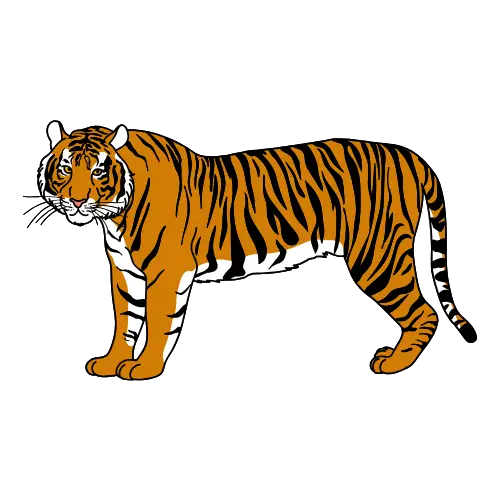 Tiger illustration