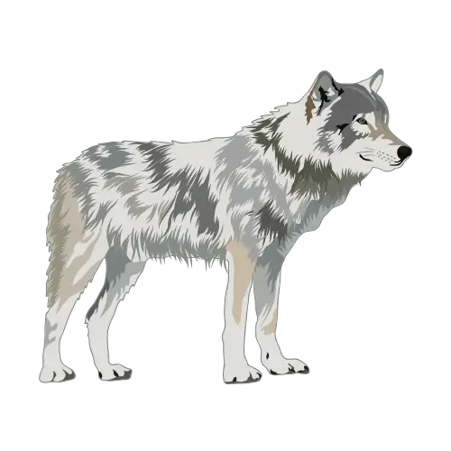Wolf illustration