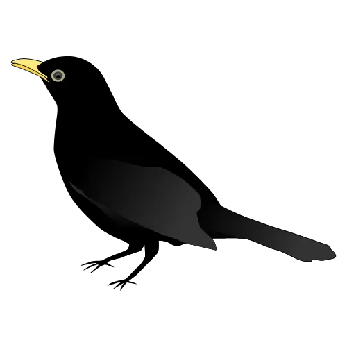 Crow illustration