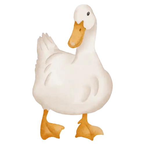 Duck illustration