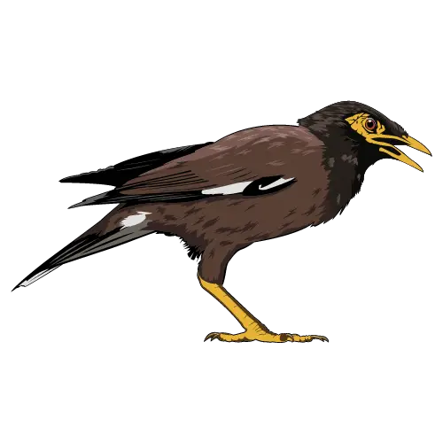 Myna illustration