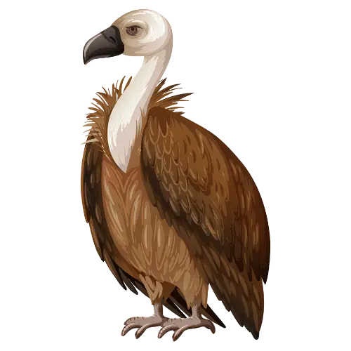 Vulture illustration