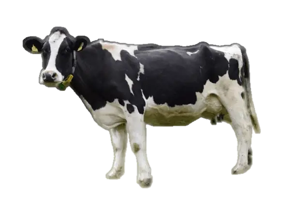 Cow illustration