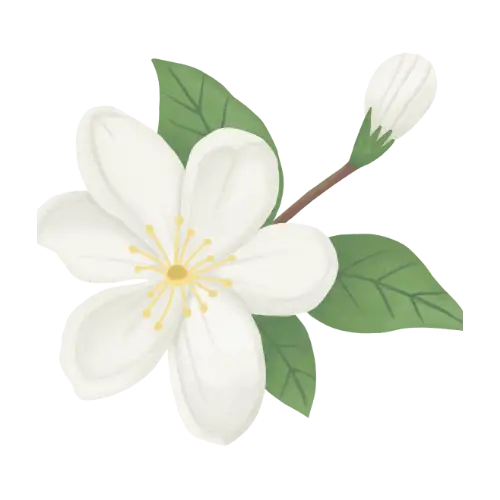 Jasmine illustration