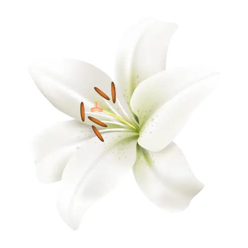 Lily illustration