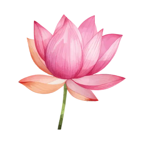 Lotus illustration