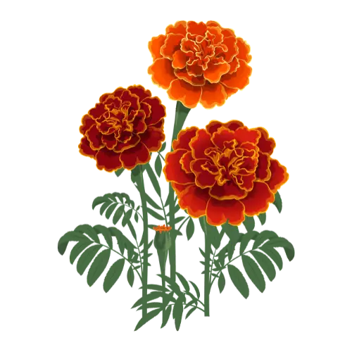 Marigold illustration