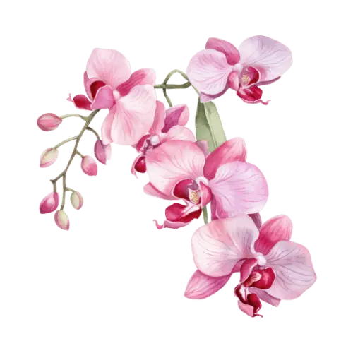 Orchid illustration