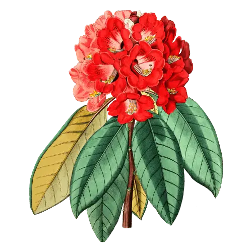 Rhododendron illustration