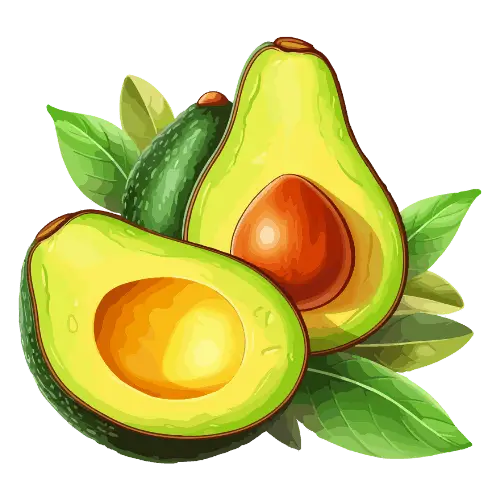 Avocado illustration