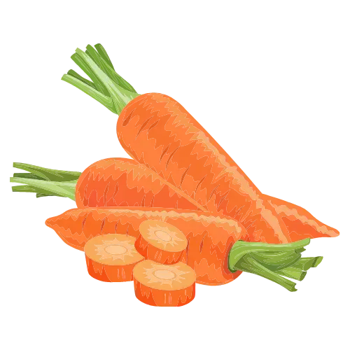 Carrot illustration