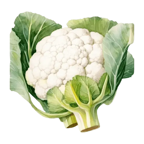 Cauliflower illustration