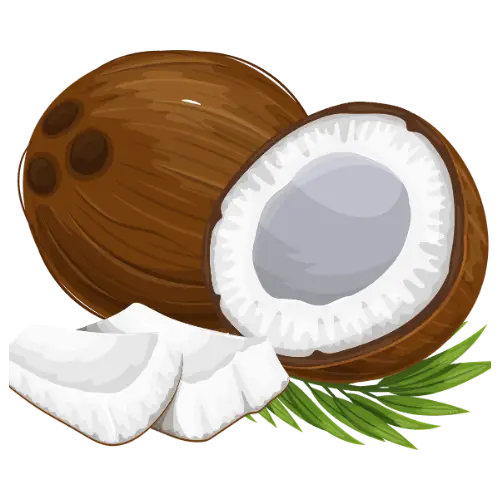Coconut illustration