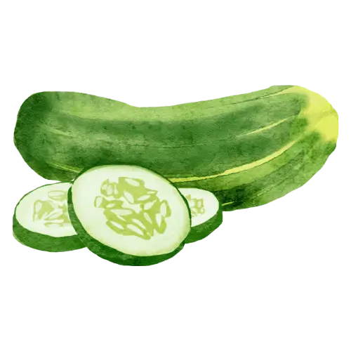 Cucumber illustration