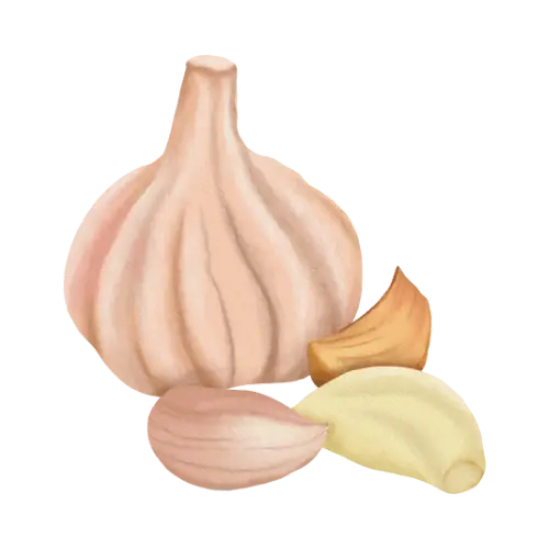 Garlic illustration