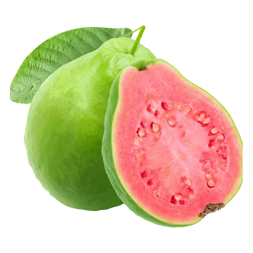 Guava illustration