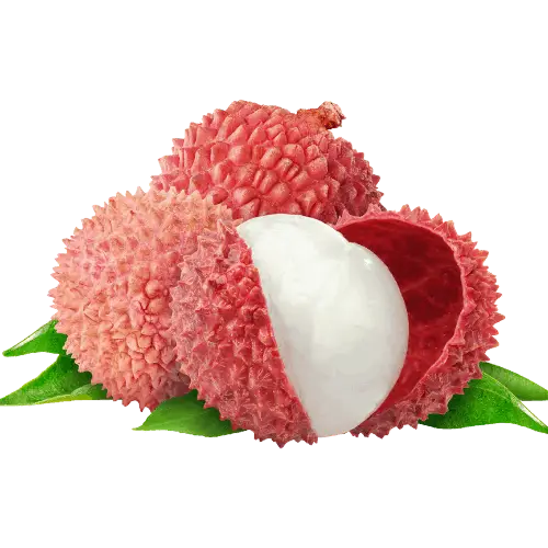 Lychee illustration