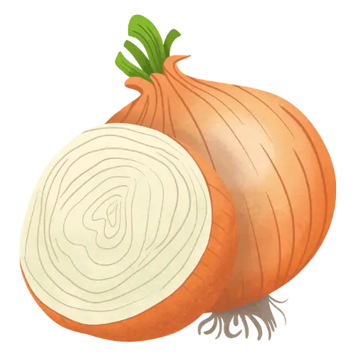 Onion illustration