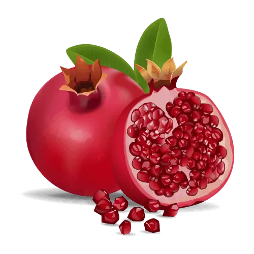 Pomegranate illustration