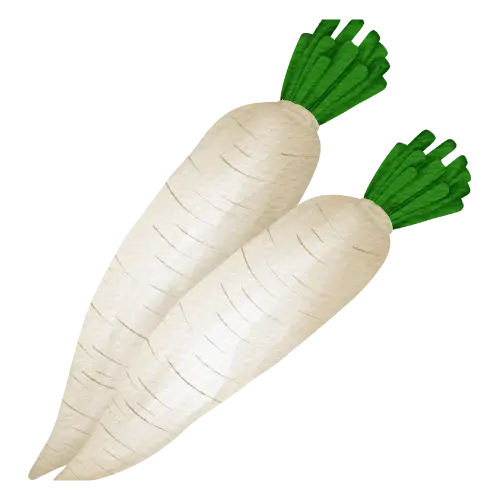Radish illustration