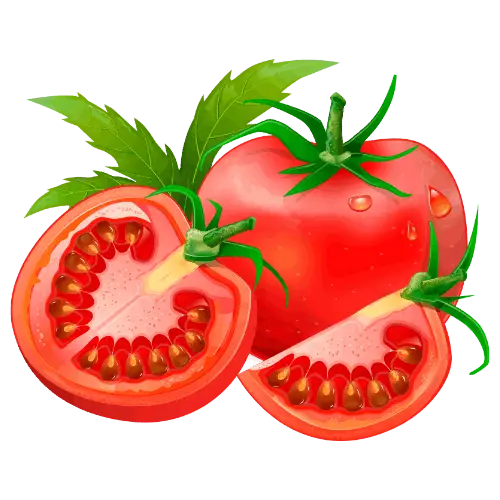 Tomato illustration