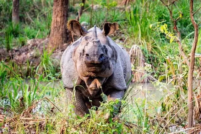 Chitwan illustration