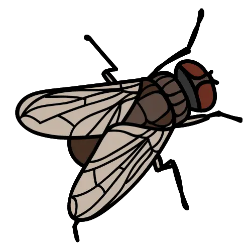 Fly illustration