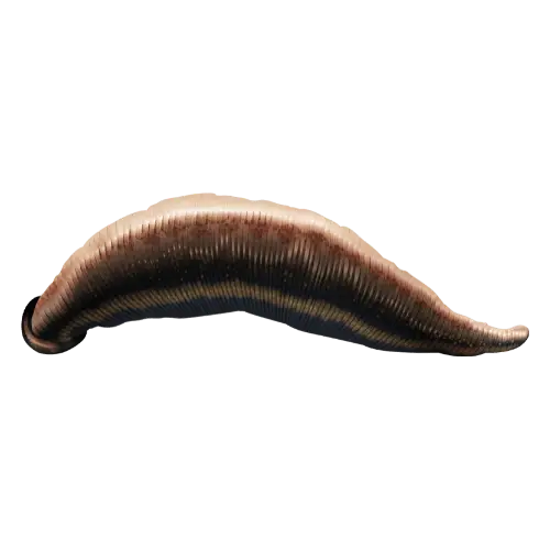 Leech illustration