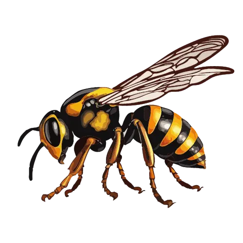 Wasp illustration