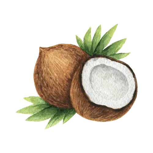 Nepali letter न (Na) for Coconut - Hamro Barnamala