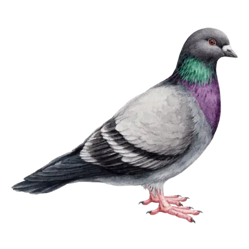 Nepali letter प (Pa) for Pigeon - Hamro Barnamala